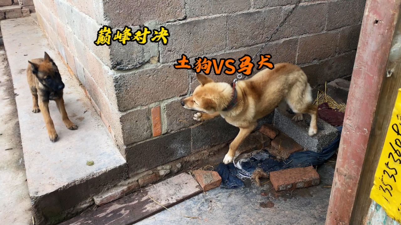 杂交的马犬 土狗图片