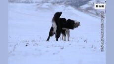 犬牙第四集，比藏獒还凶猛的獒犬，走进蒙古獒的世界 比藏獒还凶猛的獒犬，成吉思汗带该犬征战西方，走进蒙古獒的世界 #动物世界 #野生动物零距离 #狼 #蒙古獒.mp4
