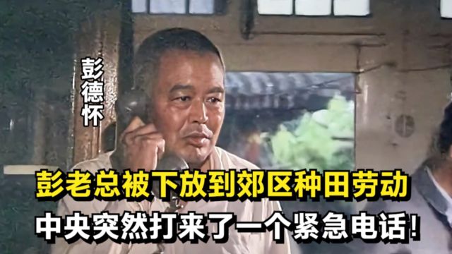 彭老总被下放郊区参加农务劳动,中央突然打来了一个电话!