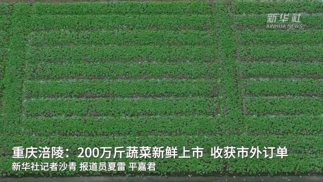 重庆涪陵:200万斤蔬菜新鲜上市 收获市外订单