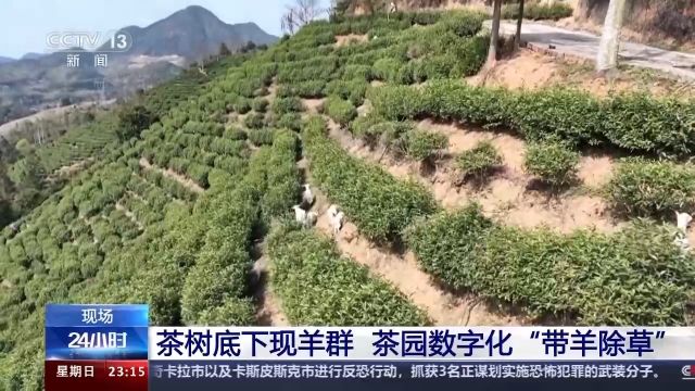 羊咩咩变身“除草工” 茶园数字化管理降本又增效