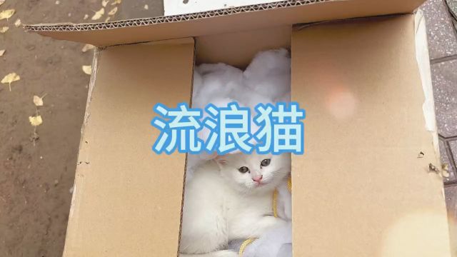 流浪猫