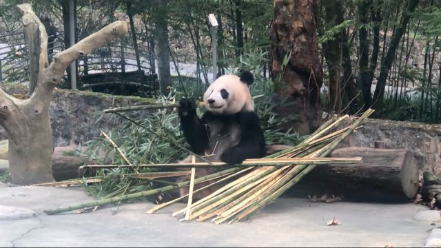 大熊猫繁育研究基地