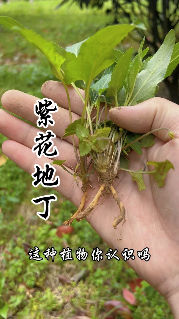 这种植物叫紫花地丁,一种非常传统且有价值的本草植物,好好珍惜!