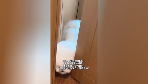 小狗:暗鲨妈妈,今晚行动!