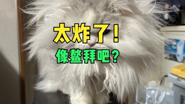 长毛猫不会舔毛,网友:把自己弄成了鳌拜