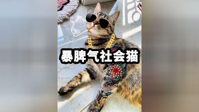 那些脾气暴躁的社会猫,全员丧彪