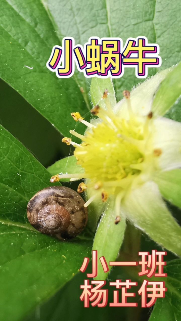 清明时节的小蜗牛