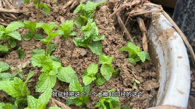 手把手实操扦插薄荷,做好3点有效提高成活率,操作简单易生根