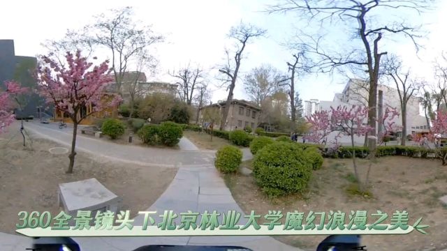 360全景镜头下北京林业大学魔幻浪漫之美