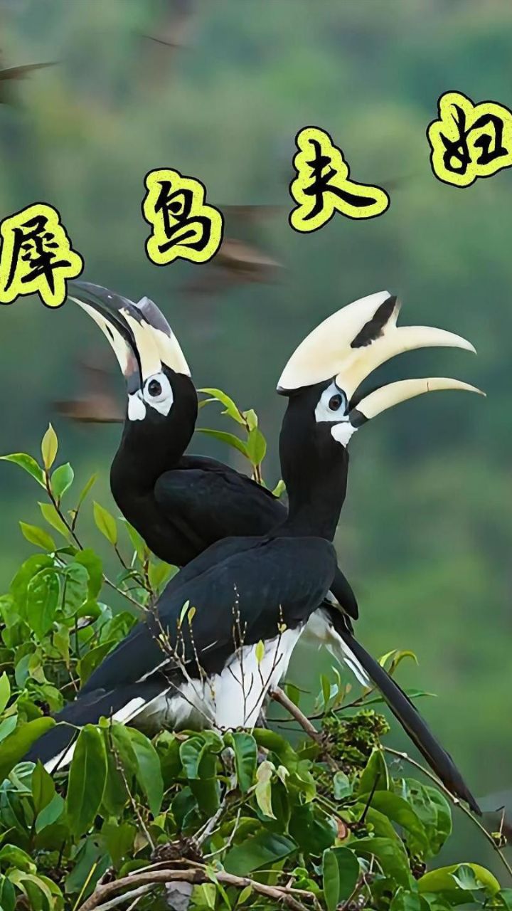犀鸟夫妇相濡以沫,雄鸟伺候待产母鸟,令人起敬