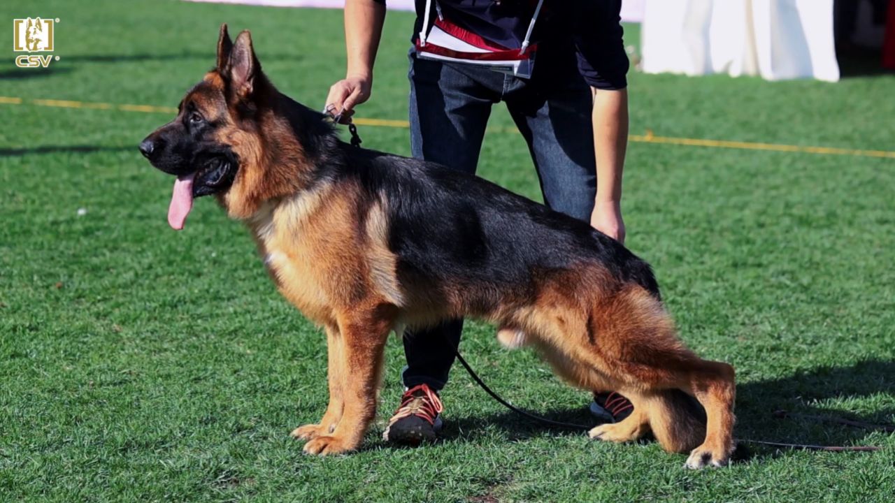 2023年秋季·csv德国牧羊犬中国优胜繁殖展幼小公犬组vv3犬只讲评