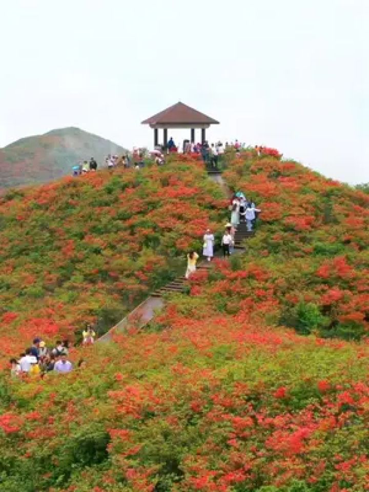 杜鹃花 #漫山遍野的杜鹃花有多美 #大围山杜鹃花海