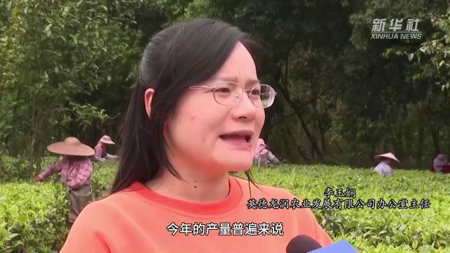 广东英德:千亩春茶采摘忙