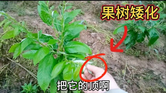 果树为什么要矮化?湖南三农徐小六现场来教大家