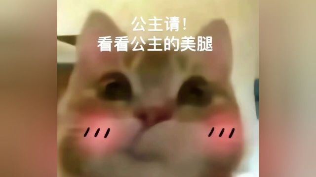 #公主请看#歪嘴小猫表情包#谁能拒绝傻憨憨的小猫咪