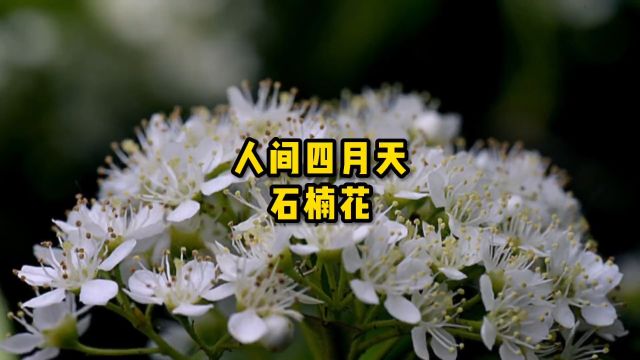 石楠花如此难闻为什么还要种它? #科普一下 #涨知识