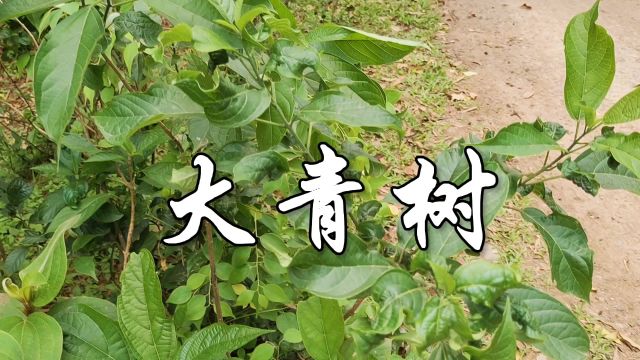 中草药——大青