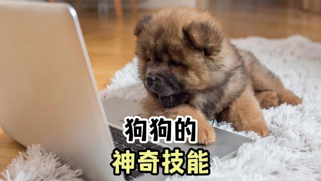 狗狗令人惊叹的超强本领,都有哪些?