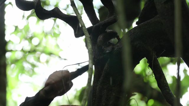 生长了近百年的过岗龙,砍上一段就会流出大量水