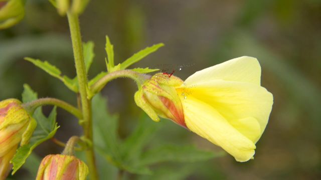 金花葵推介片