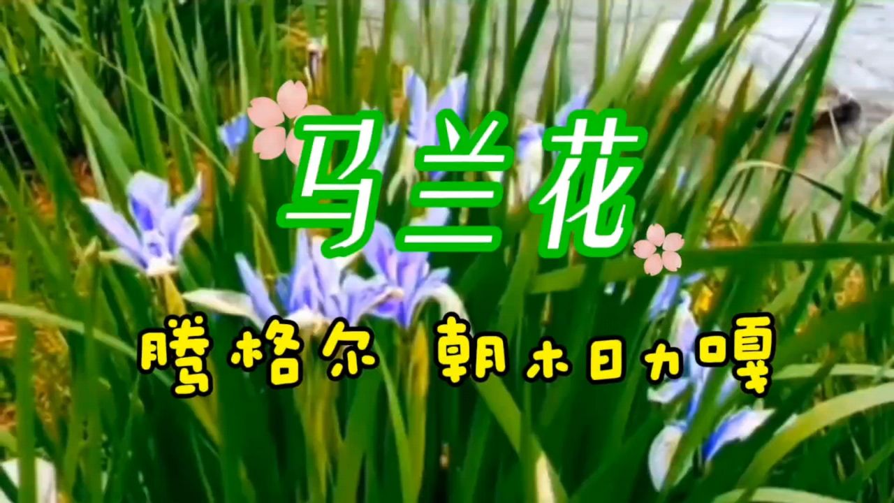 马兰花(腾格尔/朝木日力嘎)