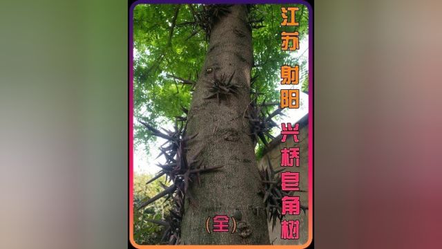 谁能拒绝蹲坑时看一集江苏射阳兴桥皂角树伤人事件