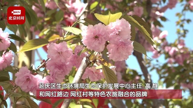 延庆区今日发布“五一”将近百项活动上线 假日游“氛围拉满”