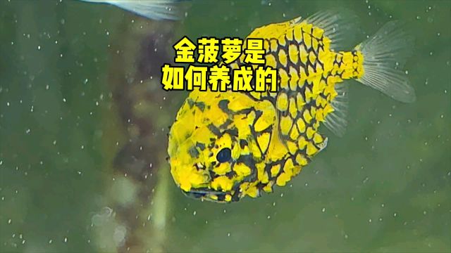 金菠萝是如何养成的