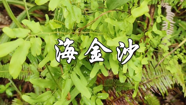 中草药——海金沙