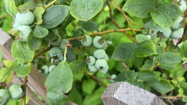 家庭种植蓝莓想要结得多又大,做好4点果子挂满枝头