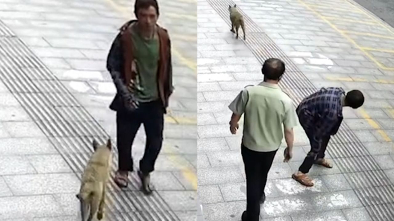 湖南一地3条狗咬伤16人!已找到狗主人,警方正在处置_高清1080P在线观看平台_腾讯视频