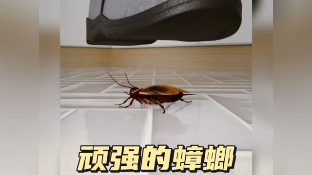 打不死的小强