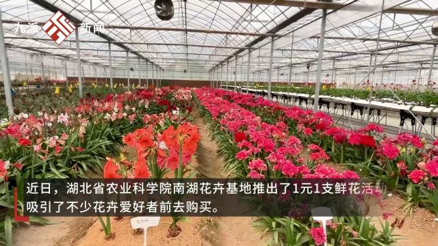 湖北省农科院1支鲜花只要一块钱:首次向外销售鲜花,有的市民一次性购买上百元的鲜花