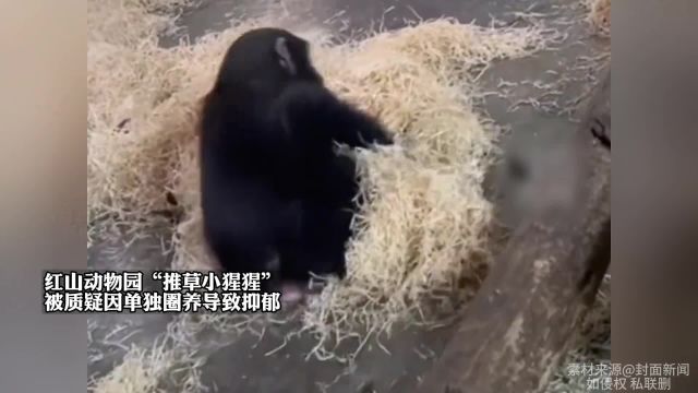 红山动物园“推草小猩猩”被质疑,因单独圈养导致抑郁