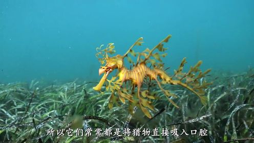 深海之美:生活在海里的龙,叶海龙_高清1080P在线观看平台_腾讯视频