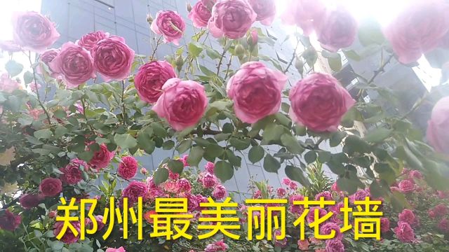 郑州东区这片花墙,五颜六色月季蔷薇开满墙头,太美了