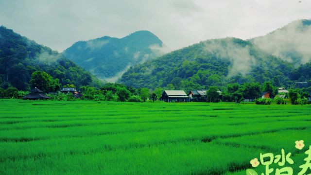 春和景明,绿草如茵