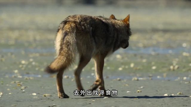 年轻雌狼的孤独求生之路,因不是头狼,怀孕的雌狼遭到了无情对待3