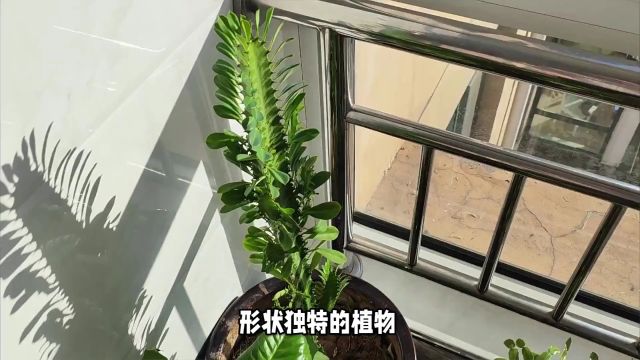 镇宅招财旺人最厉害植物