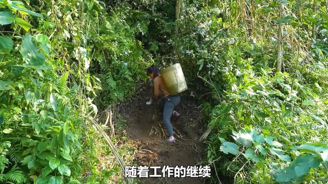 在大山里收获野生的百部