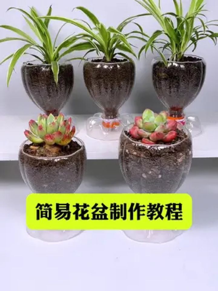 简单,你一定要试试 #自制花盆 #变废为宝 #手工 #塑料瓶手工制作盆栽