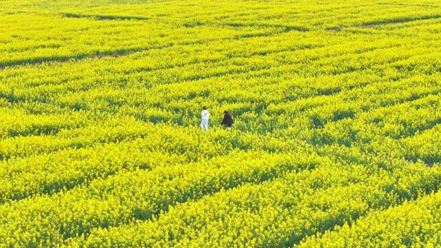 '不是罗平去不起,沙堤村油菜花更有性价比#旅行推荐官 #有一种春天叫油菜花开