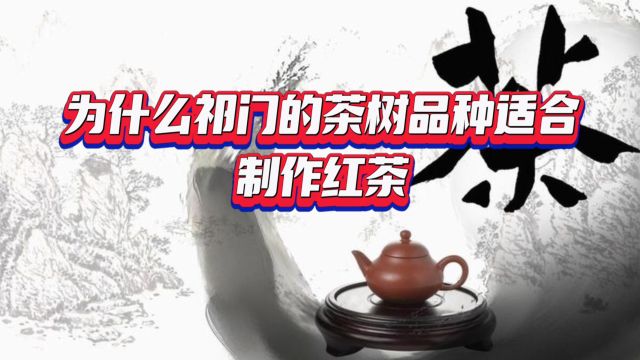 为什么祁门的茶树品种适合制作红茶