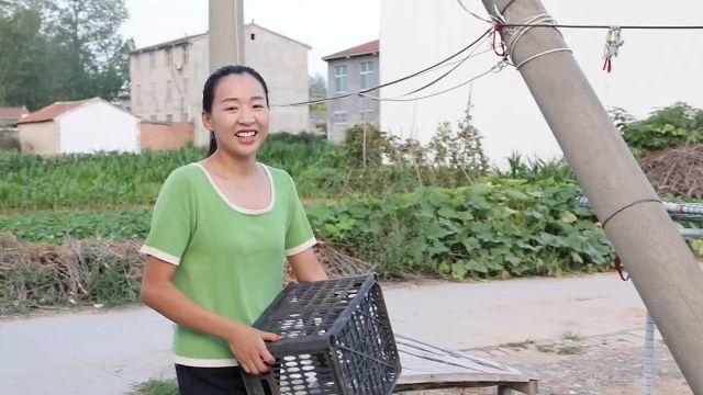 要收拾地种白菜了,别看婆婆的菜地其中一块不大收获不小,摘了一板车的菜,吃不了跟邻居分着吃1