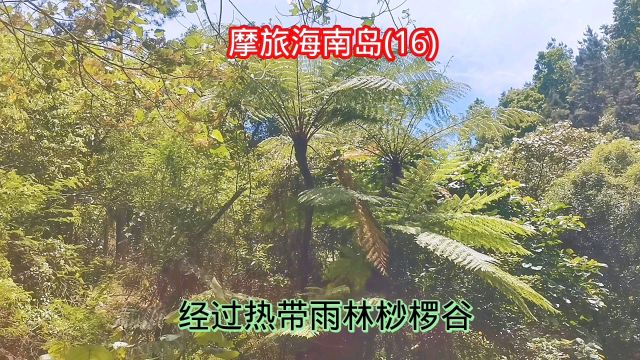 摩旅海南岛,经过五指山附近热带雨林的桫椤谷,仿佛重返侏罗纪