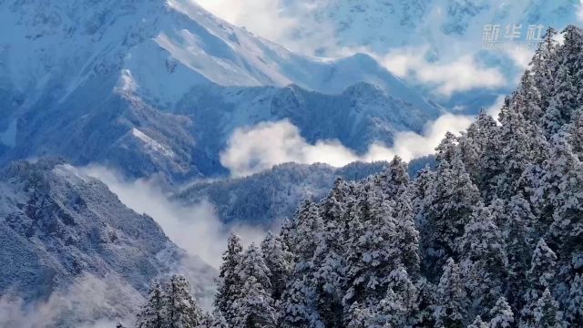 四川黄龙景区迎降雪 “人间瑶池”迎客来