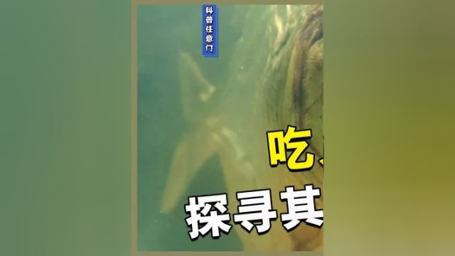 亚马逊河流中的恐怖存在 好莱坞电影中的顶级杀手 让人闻风丧胆的食人鱼真的存在吗#亚马逊 #食人鱼 #动物科普