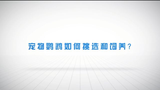 【爱宠说第一季】21期 宠物鹦鹉如何挑选和饲养