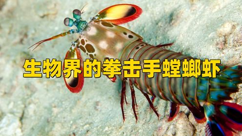 生物界的拳击手螳螂虾!它的攻击力太强了